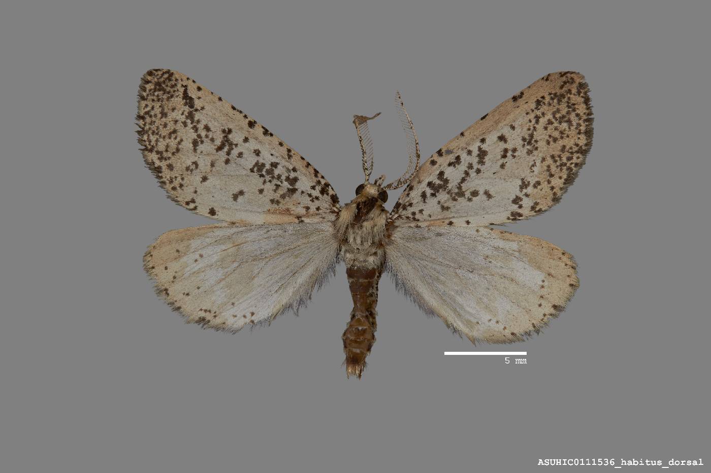 Eucaterva bonniwelli image