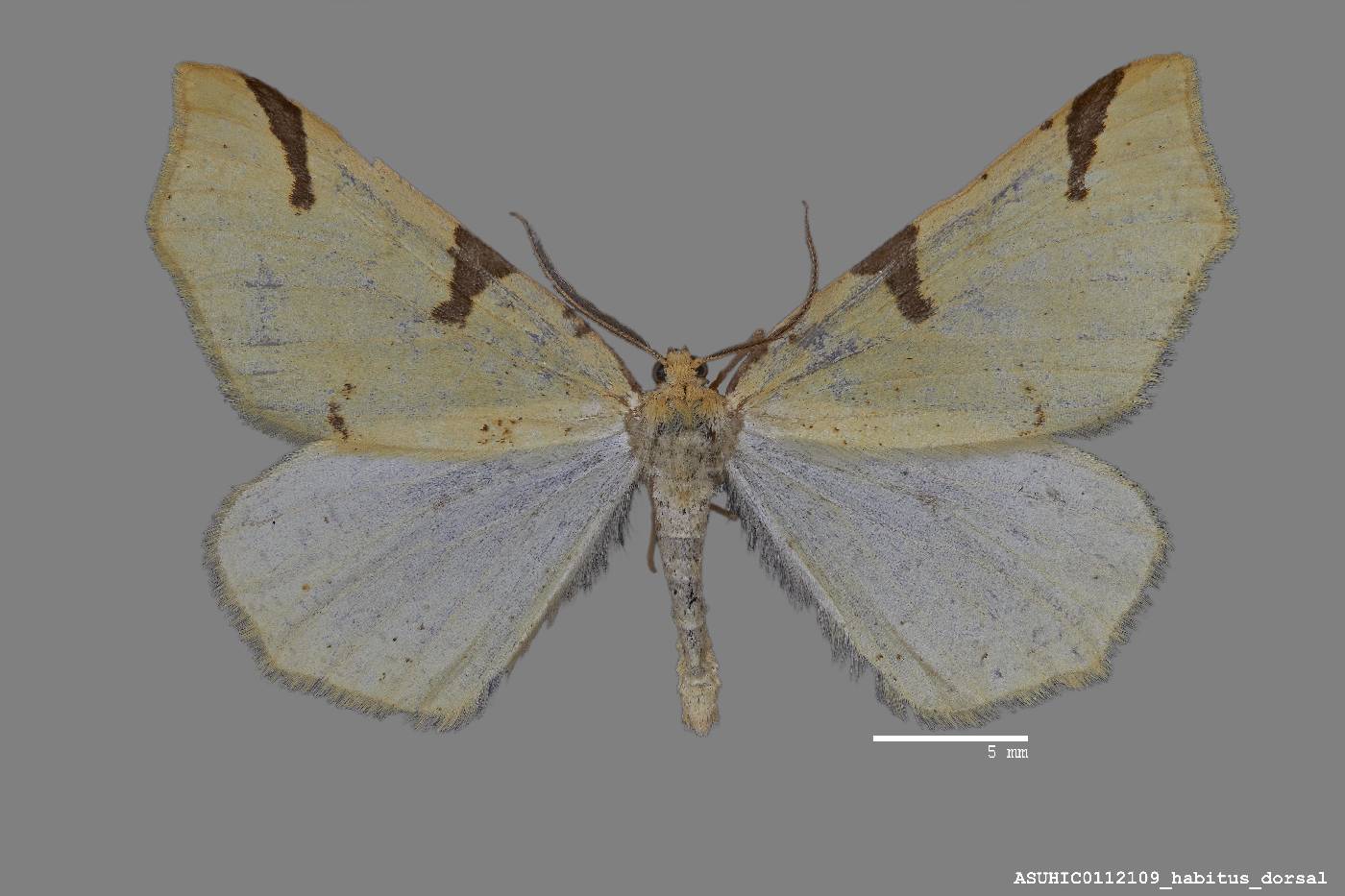 Eucaterva variaria image