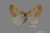 Image of Eucaterva variaria