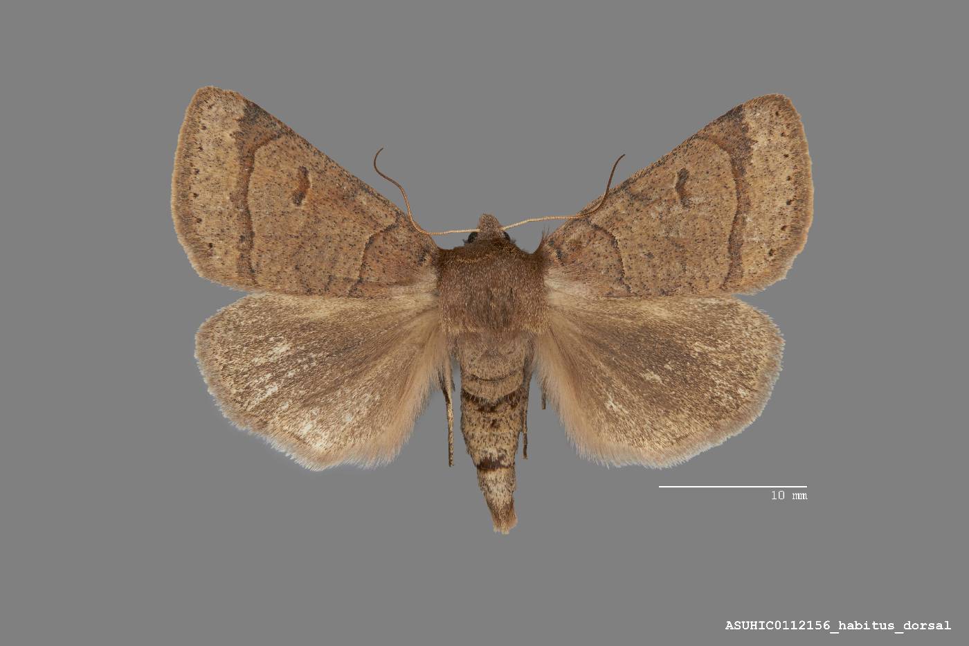 Phoberia ingenua image