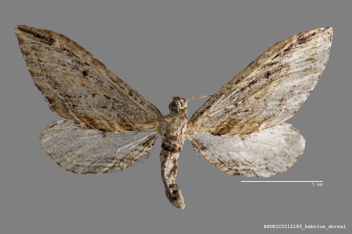Eupithecia gilvipennata image
