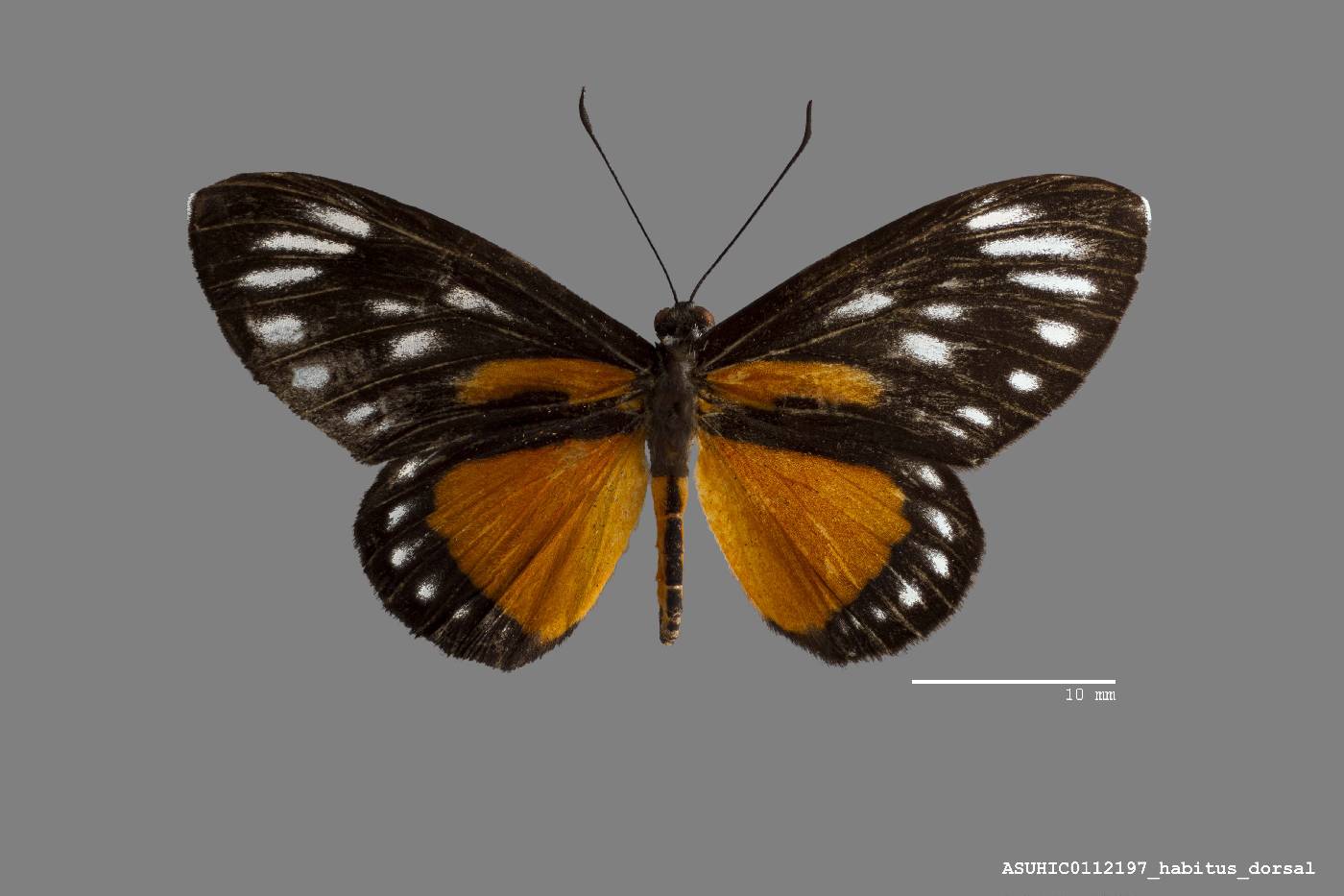 Ithomeis eulema imitatrix image