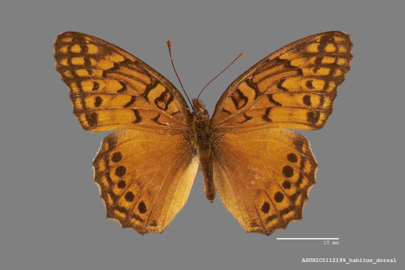 Euptoieta hegesia hegesia image