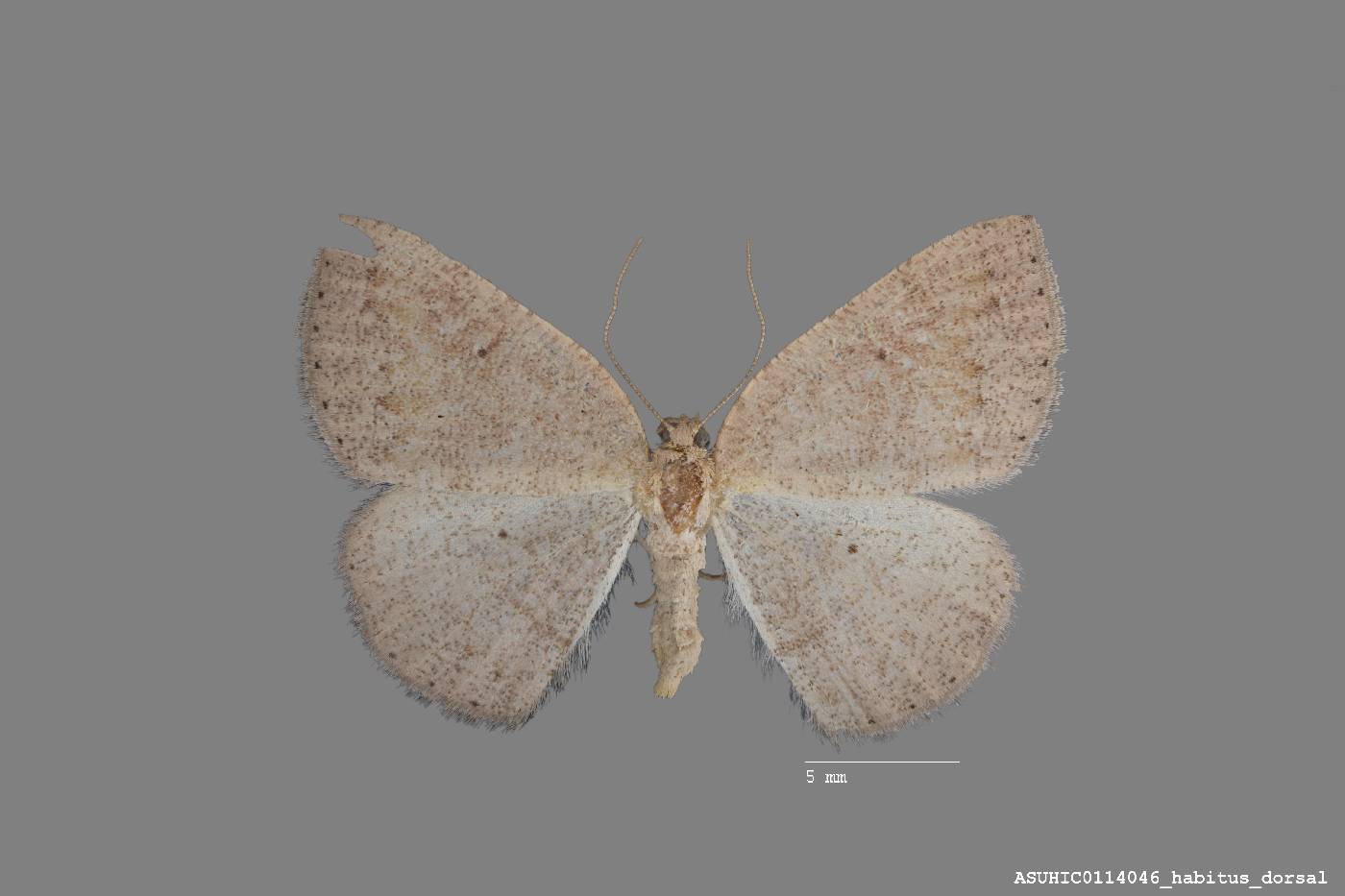 Stenoporpia image