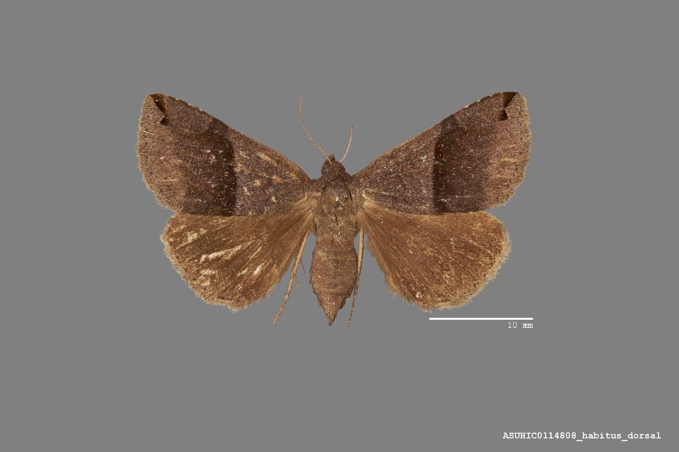 Gondysia similis image