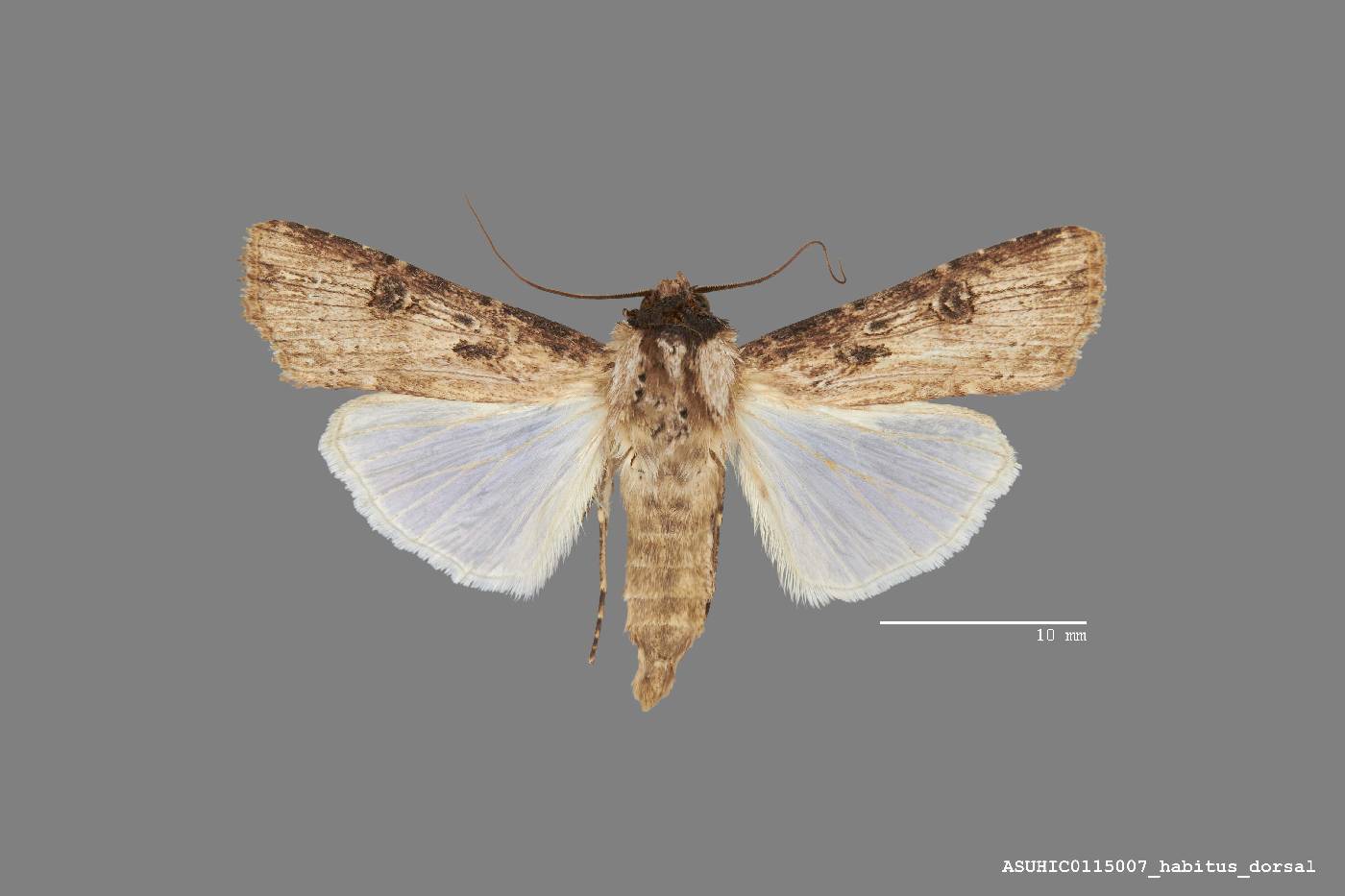 Agrotis malefida image