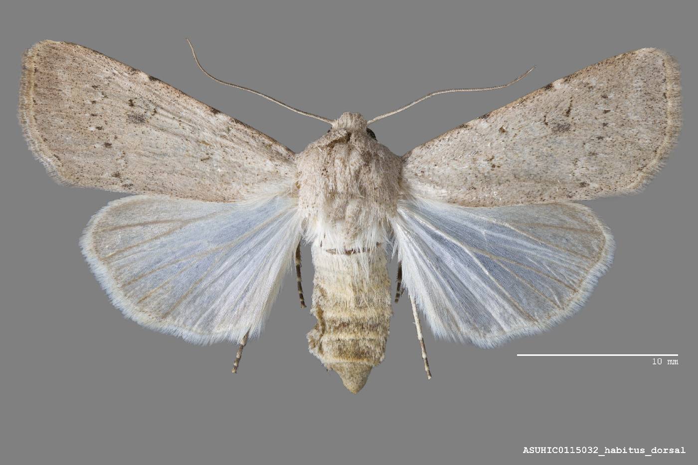 Agrotis vetusta catenuloides image