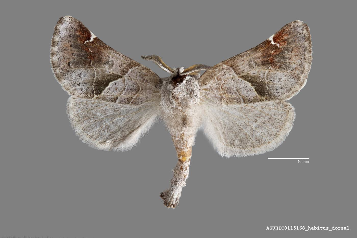 Clostera apicalis image