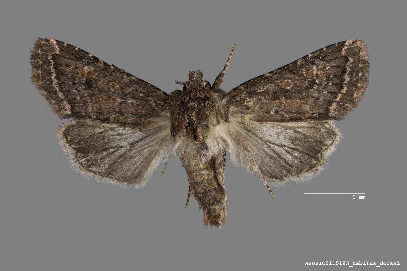 Pseudorthodes puerilis image