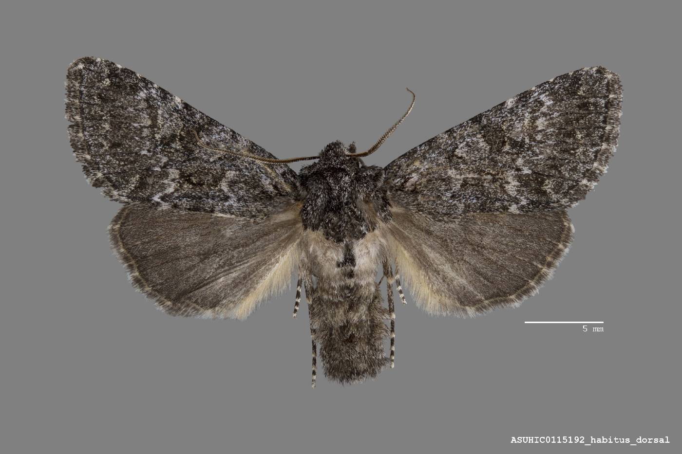Lasionycta perplexa image