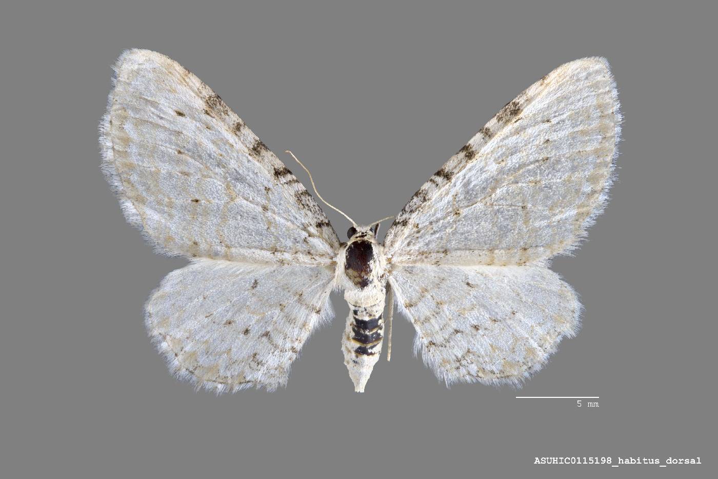 Eupithecia cretaceata image