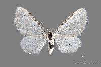 Eupithecia cretaceata image