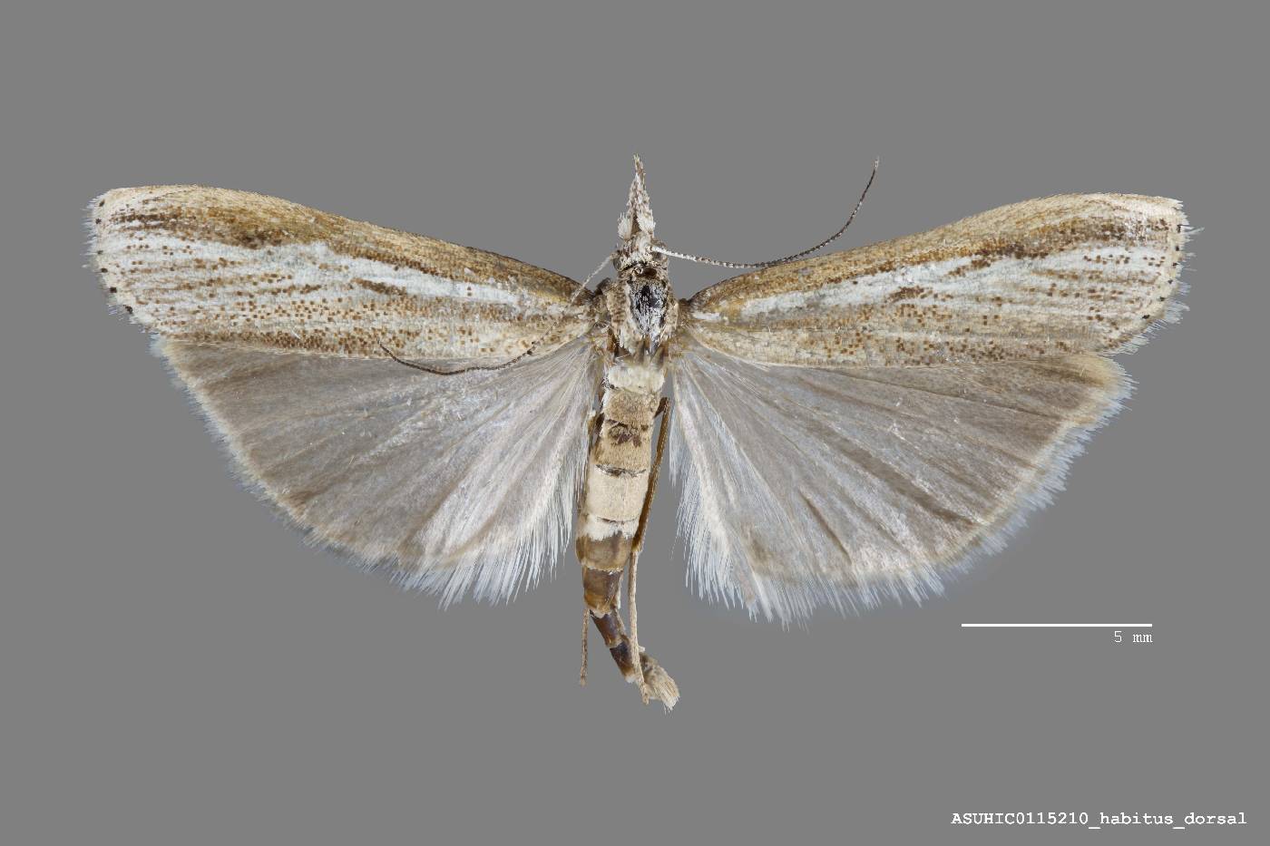 Agriphila attenuatus image