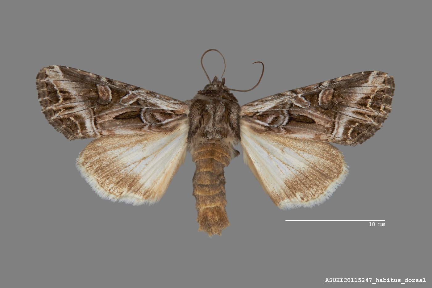 Trichordestra prodeniformis image