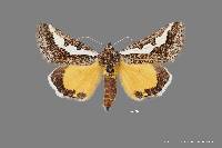 Euscirrhopterus gloveri image