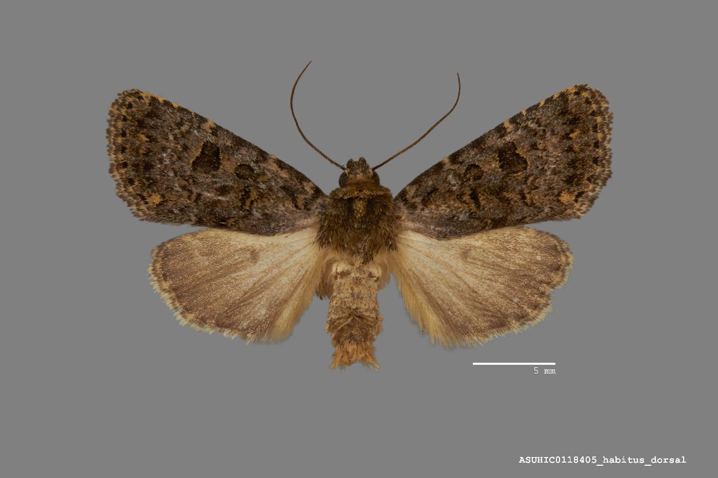 Synorthodes typhedana image