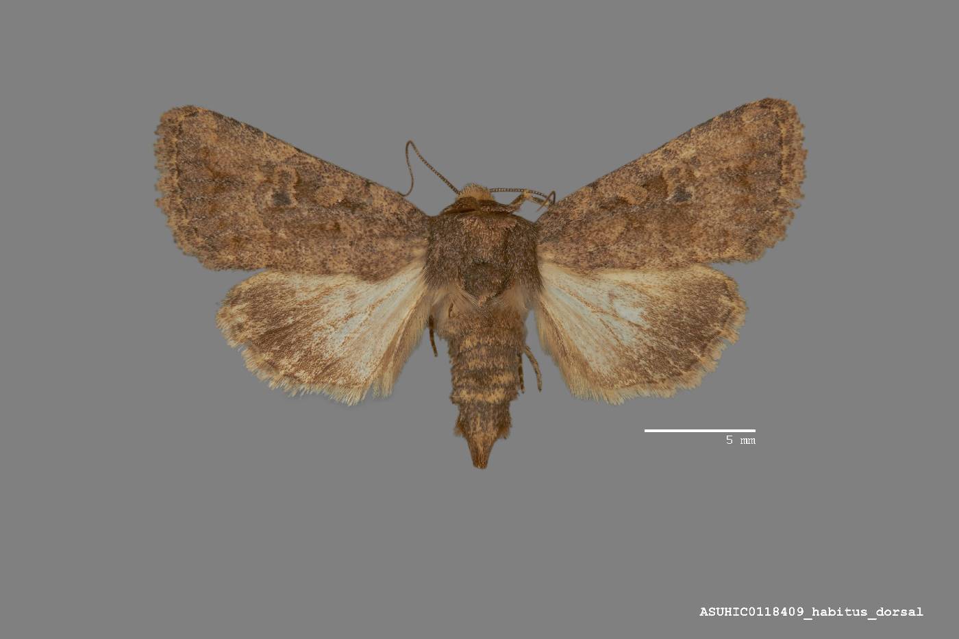 Protorthodes variabilis image