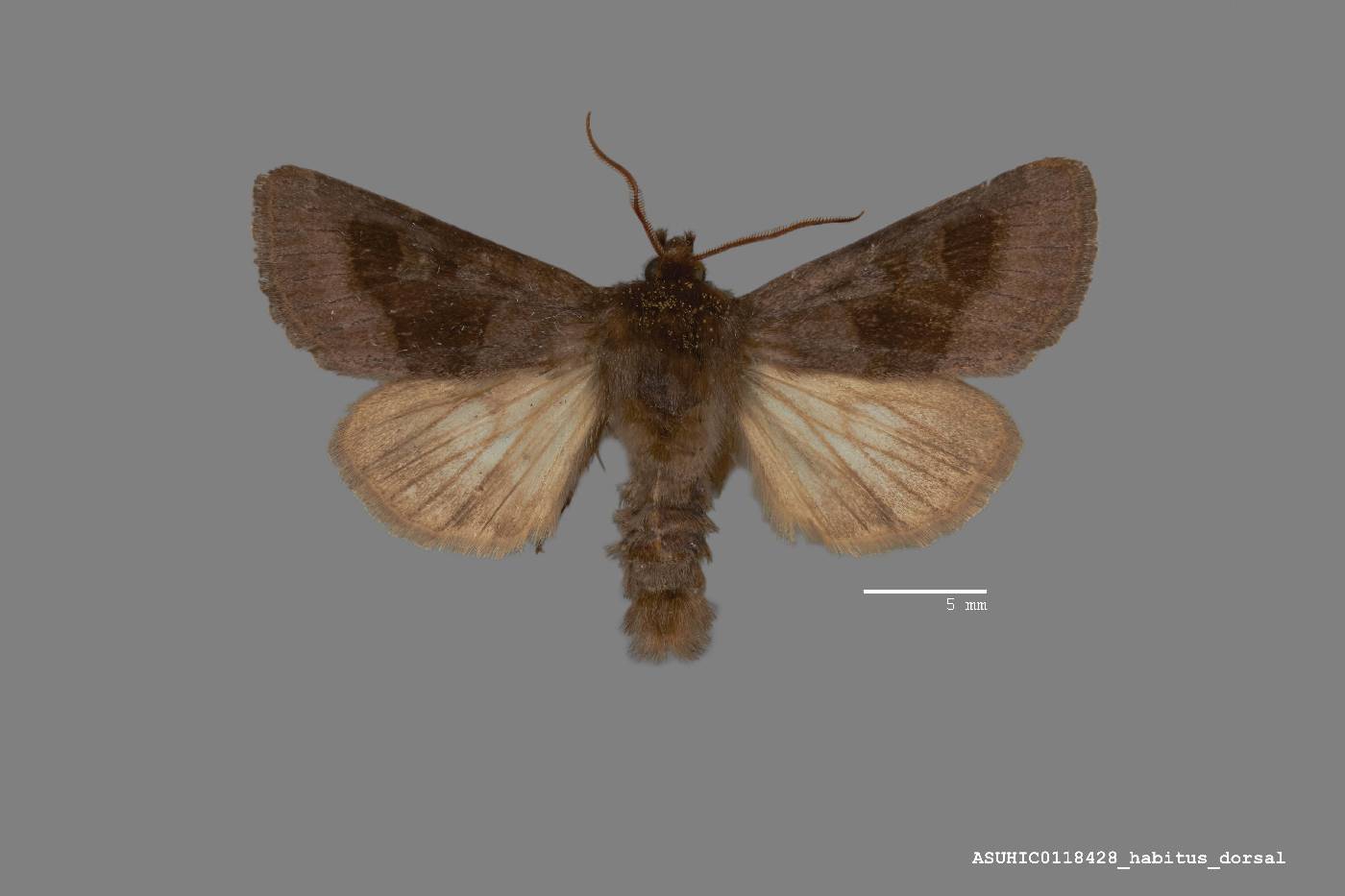 Nephelodes mendica image