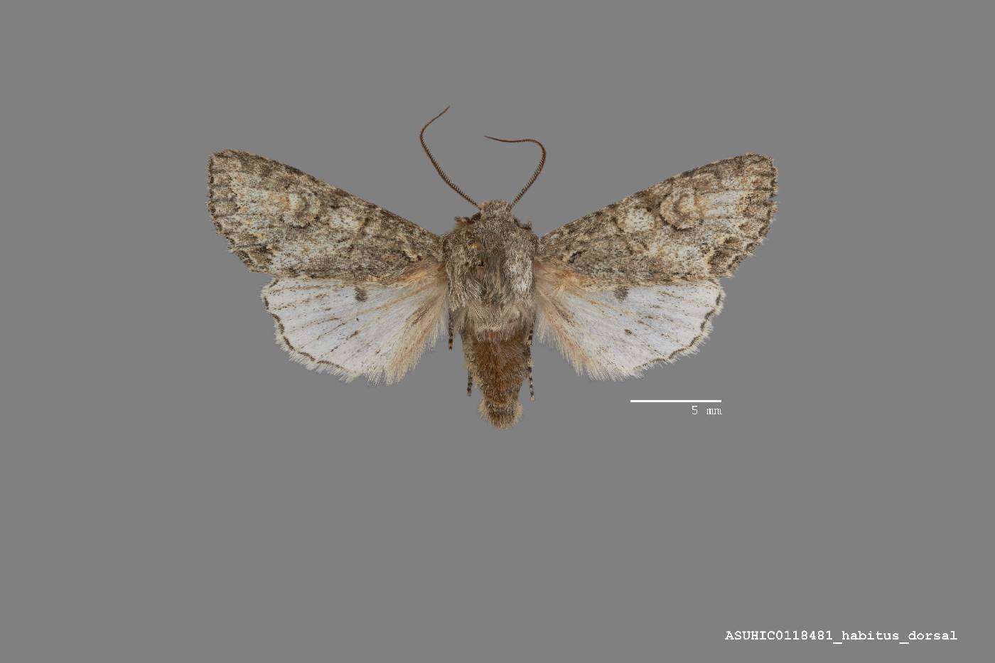 Egira cognata image