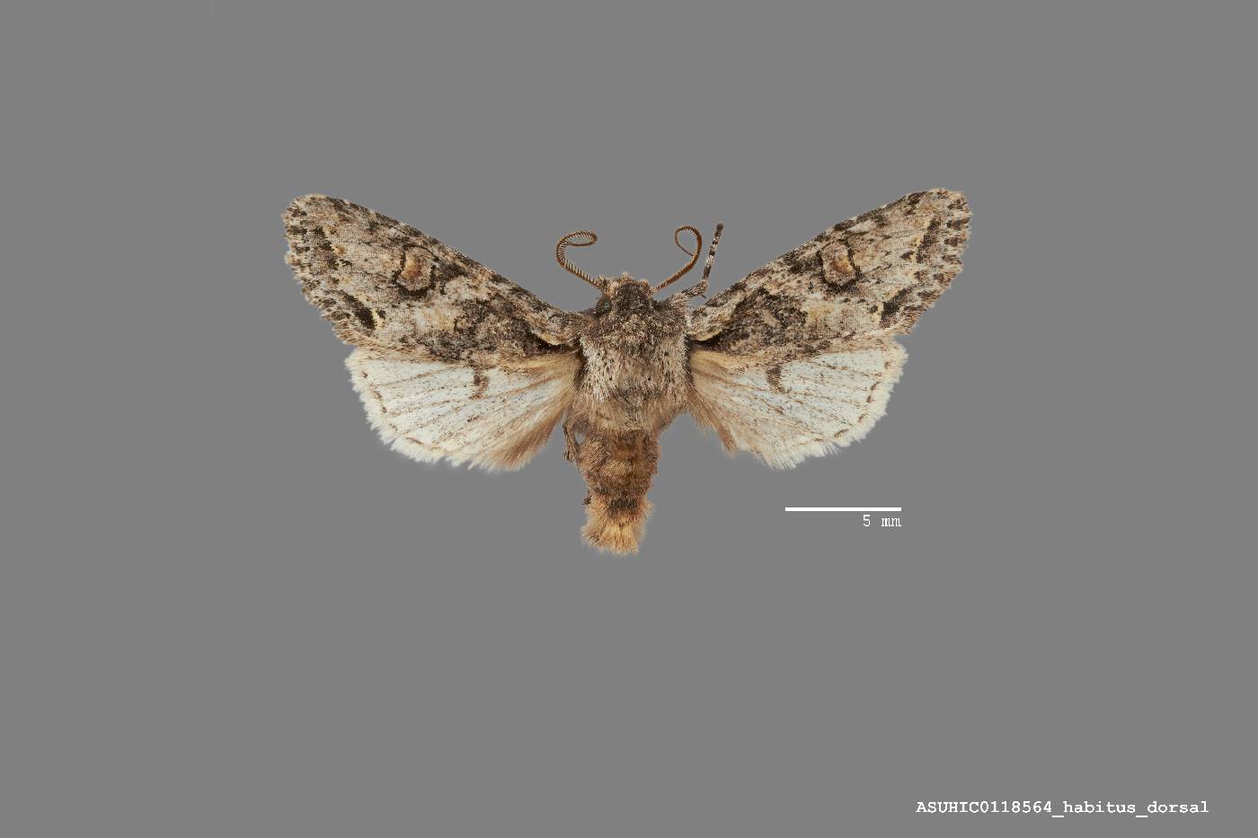 Egira hiemalis image