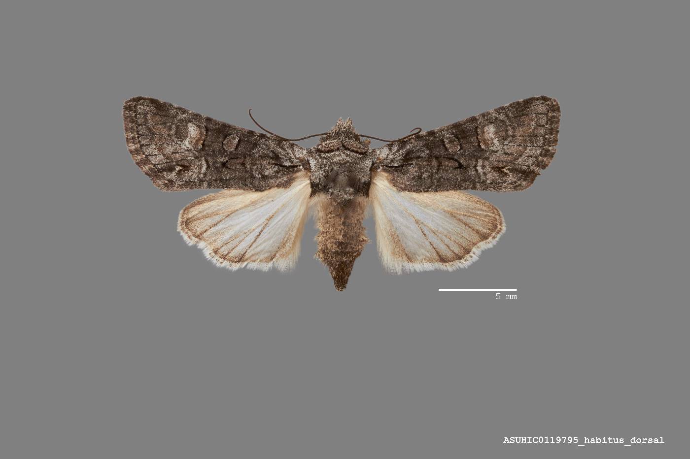 Lacinipolia incurva image