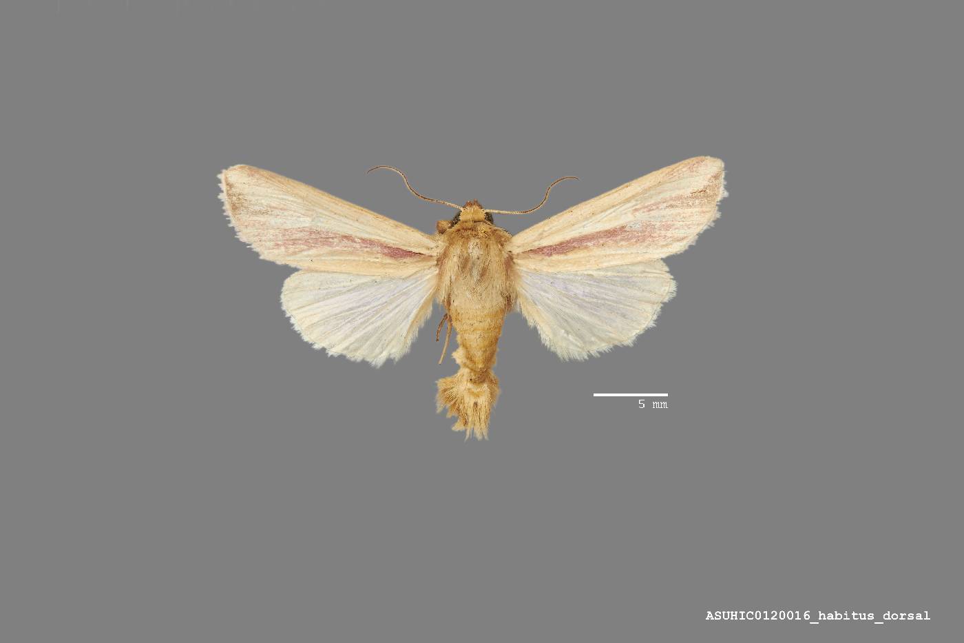 Dargida rubripennis image