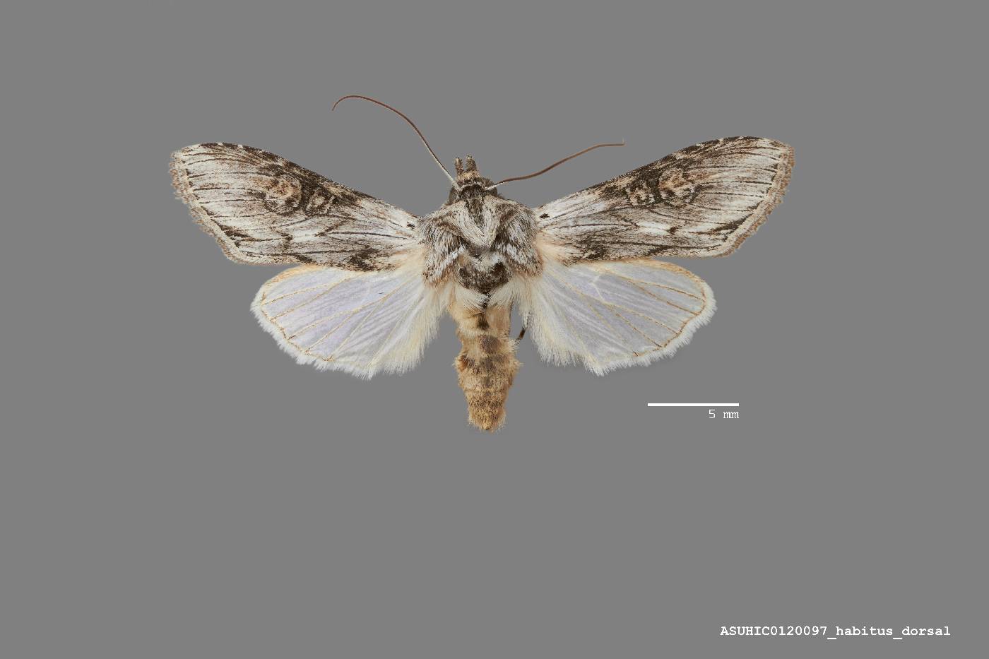 Cucullia basipuncta image
