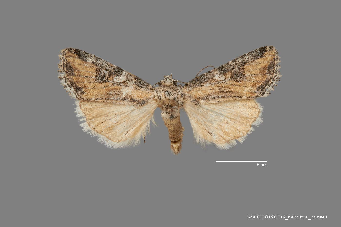 Hadenella pergentilis image