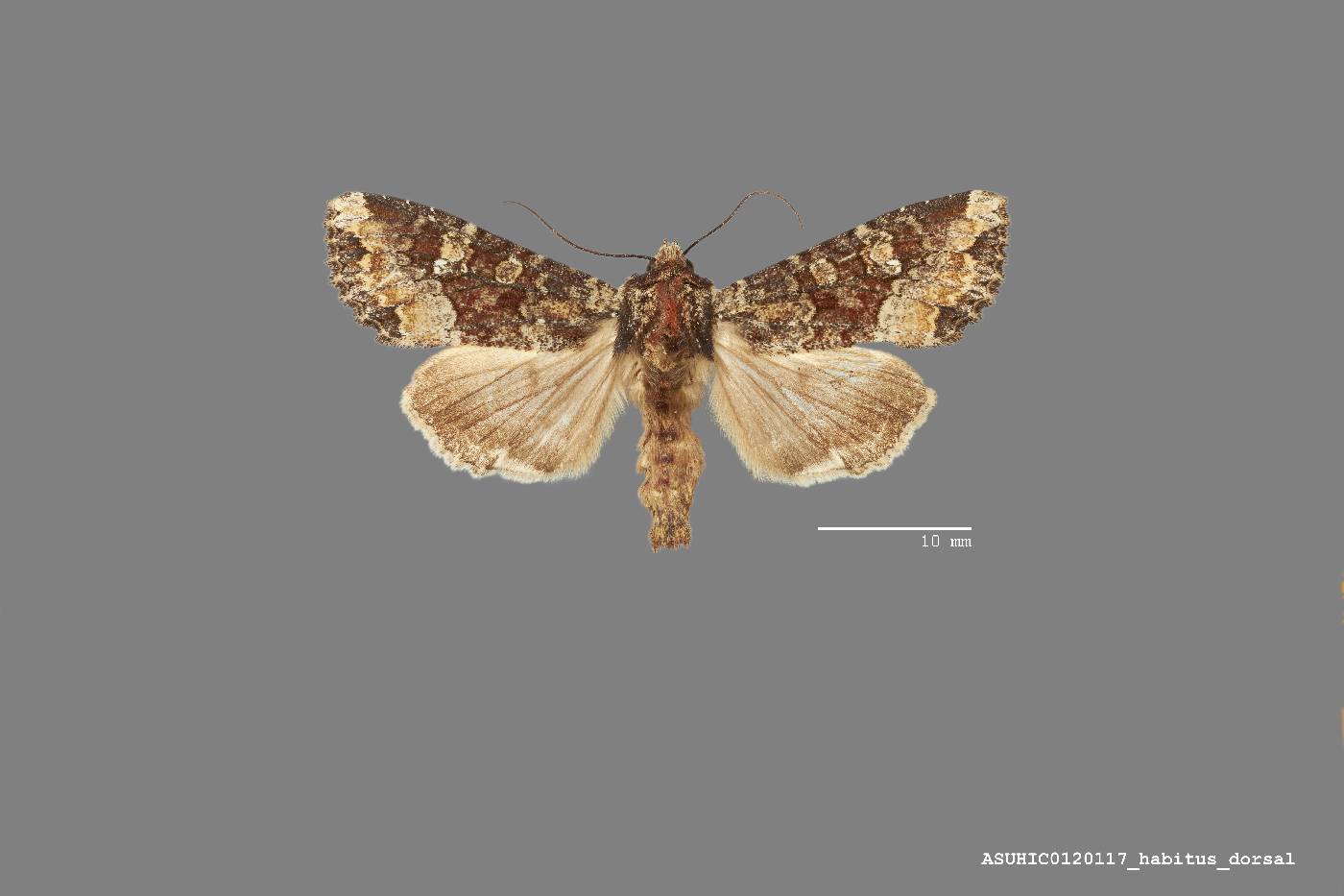 Apamea amputatrix image