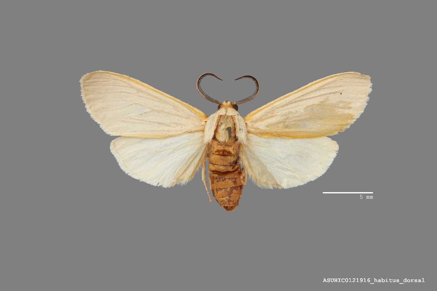 Pygarctia eglenensis image