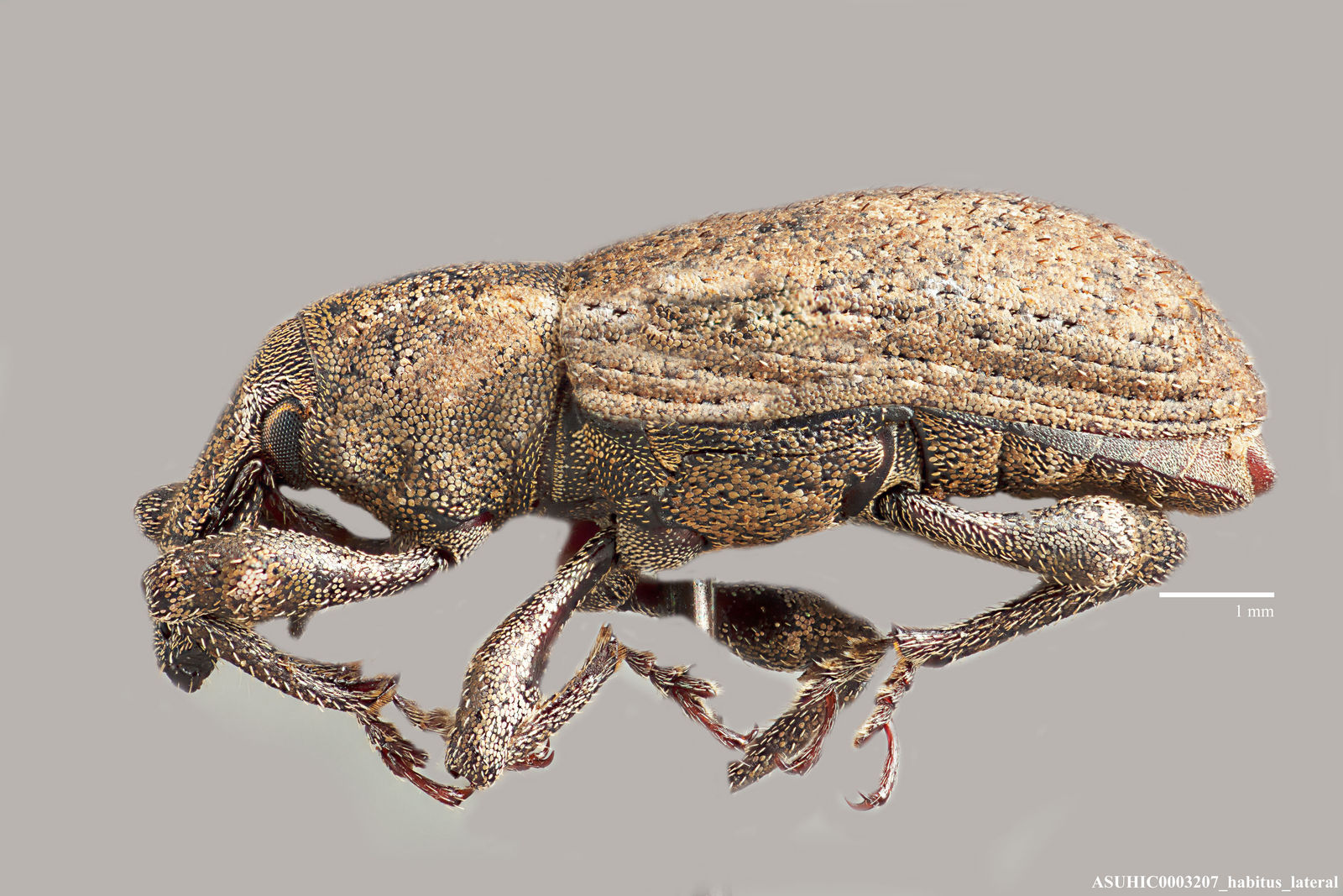 Listronotus frontalis image