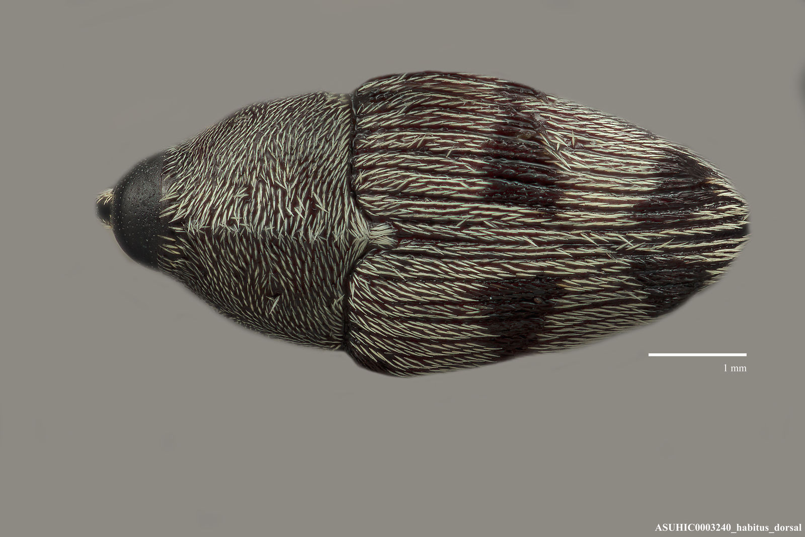 Geraeus senilis image