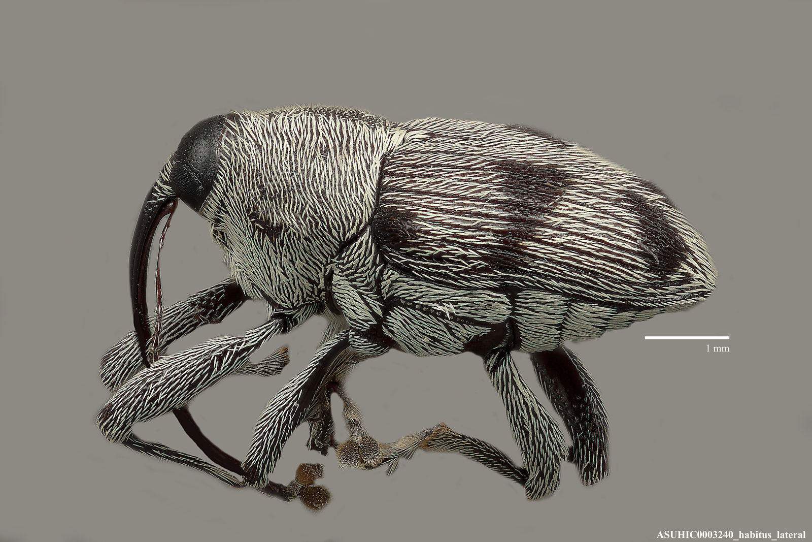 Geraeus senilis image