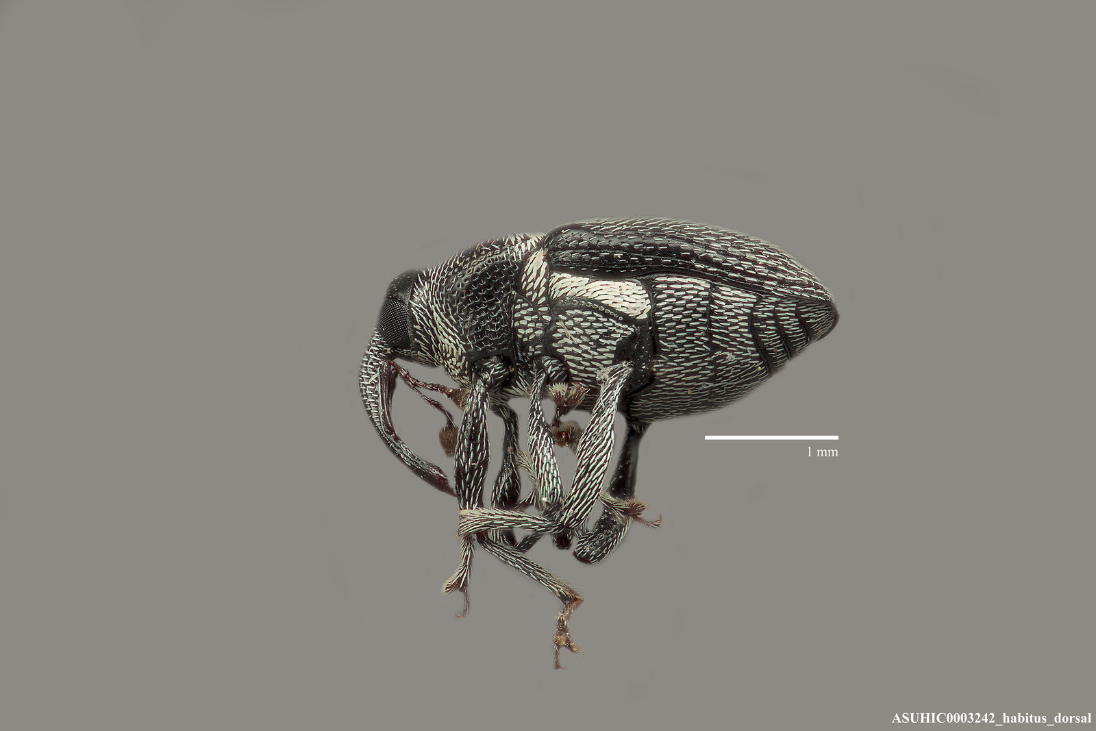 Geraeus rubritarsis image