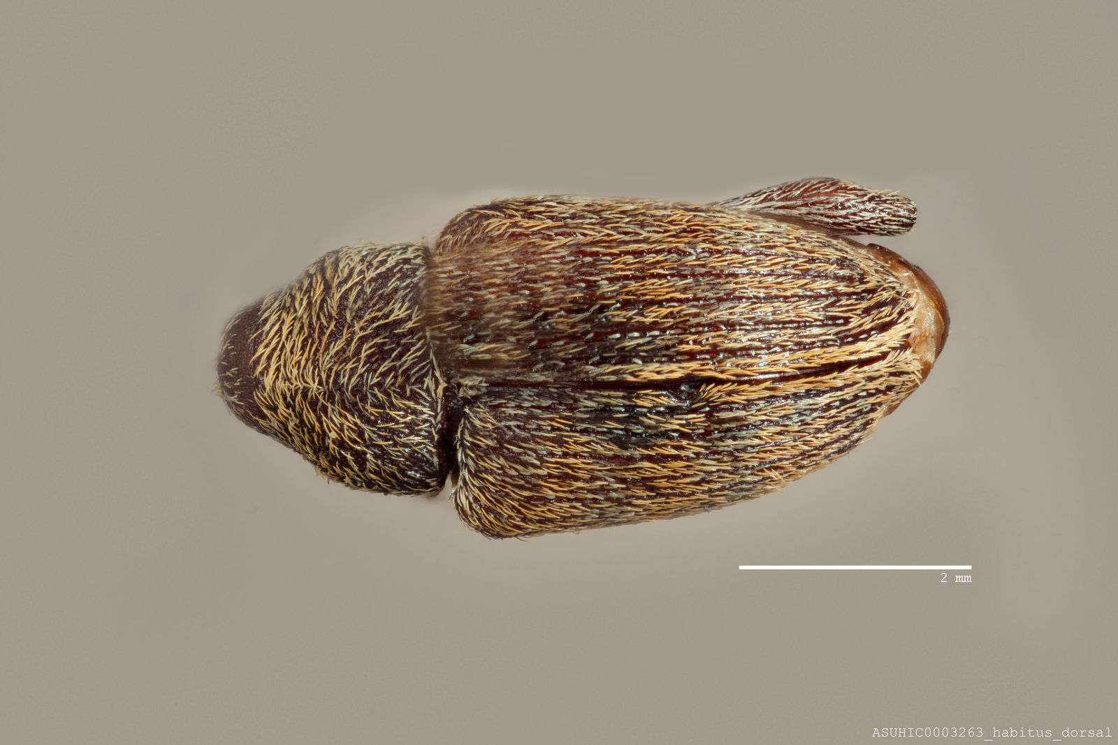 Curculio sulcatulus image