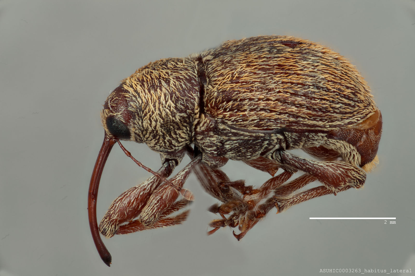 Curculio sulcatulus image