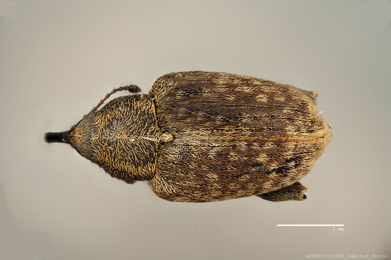 Curculio obtusus image