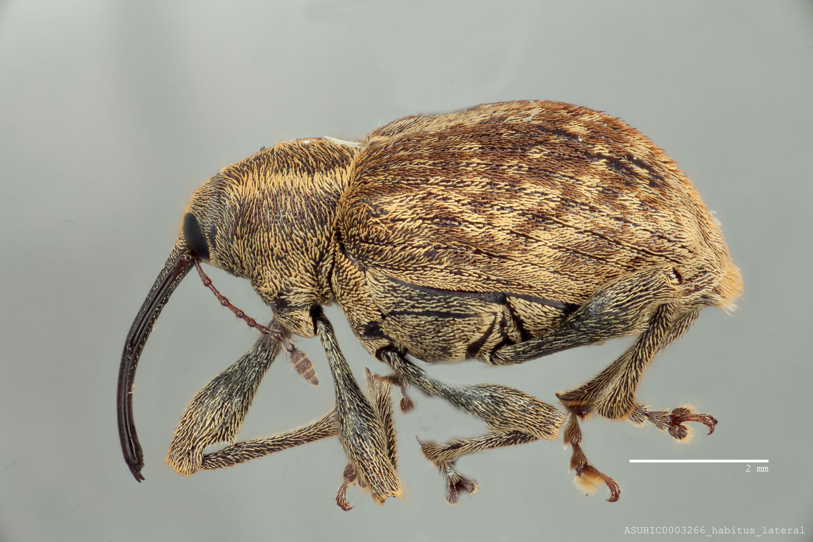 Curculio obtusus image