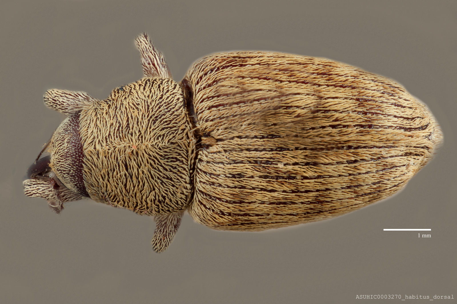 Curculio timidus image