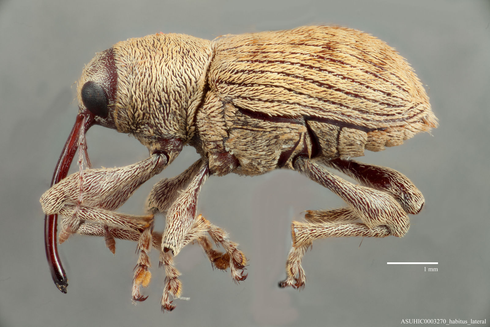 Curculio timidus image