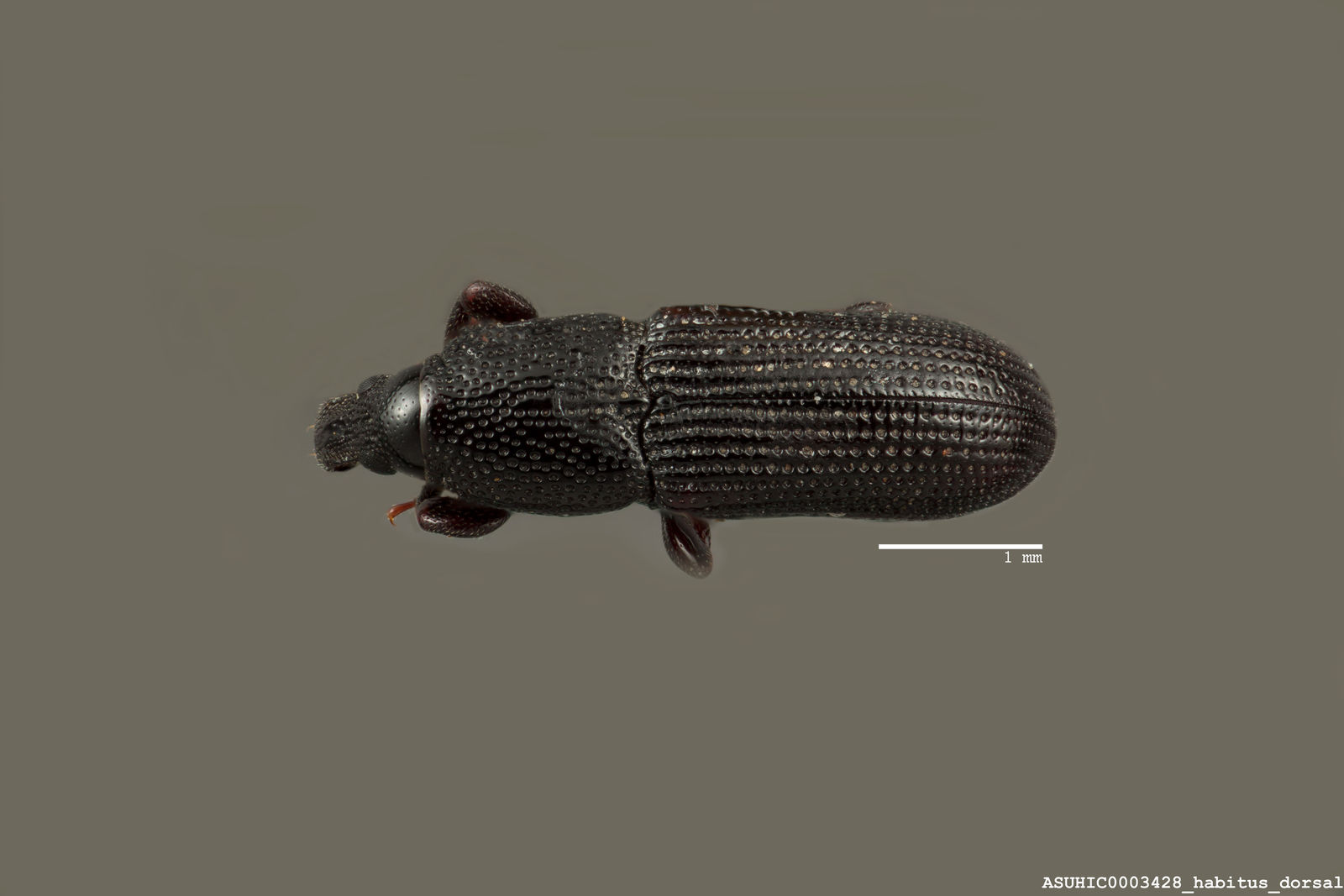 Cossonus crenatus image