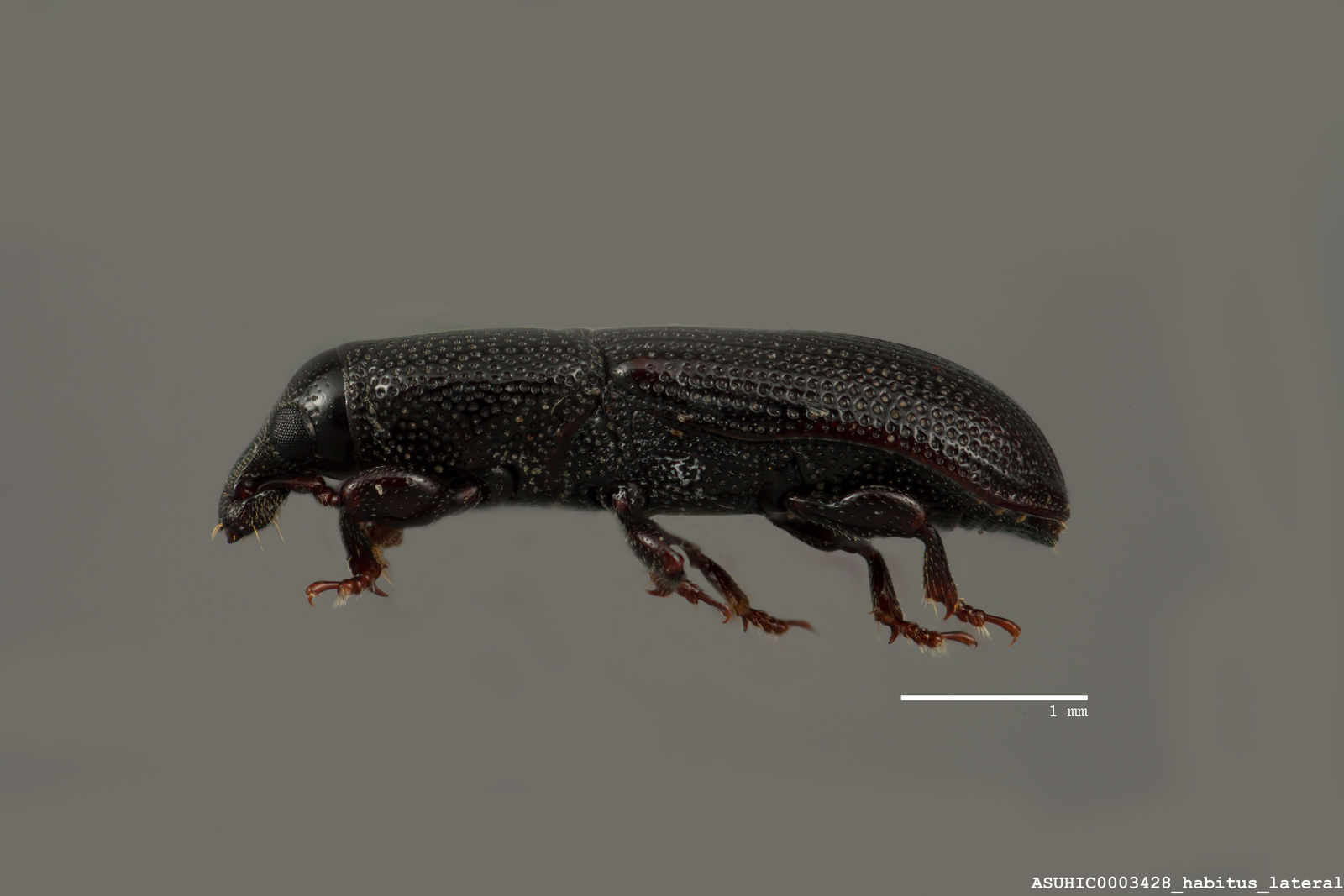 Cossonus crenatus image