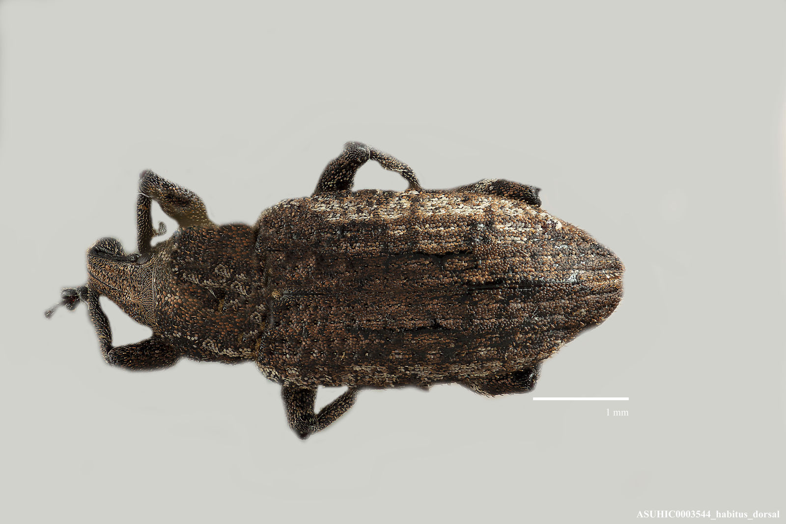 Listronotus blatchleyi image