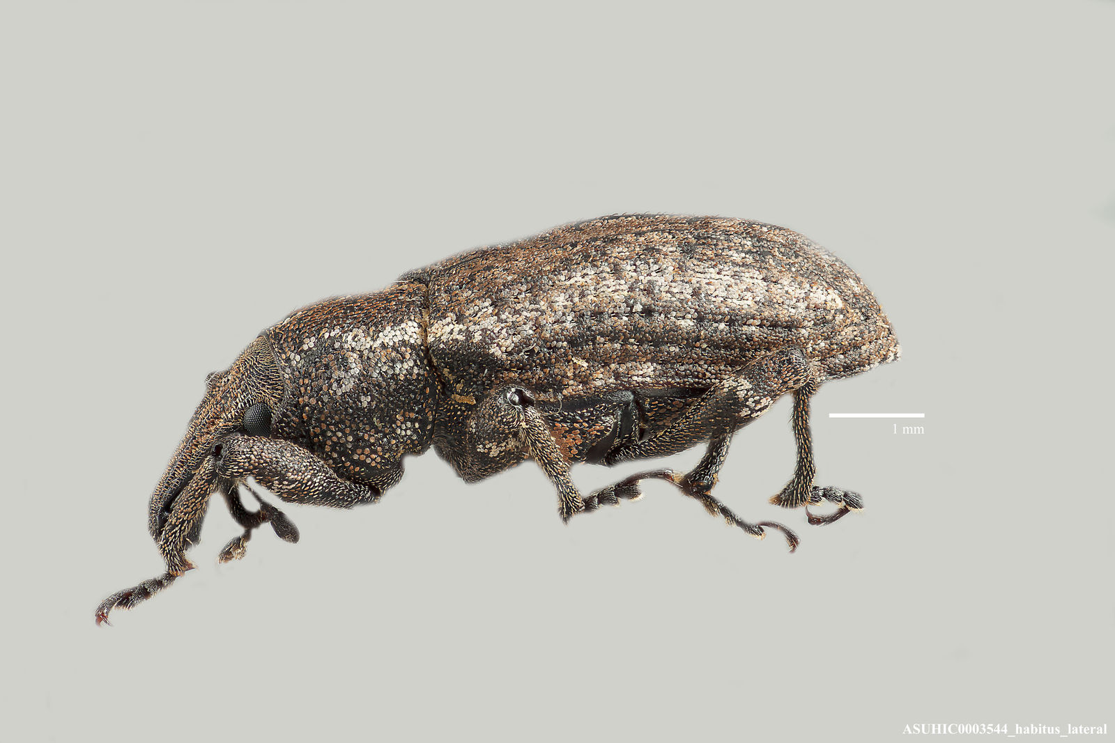 Listronotus blatchleyi image