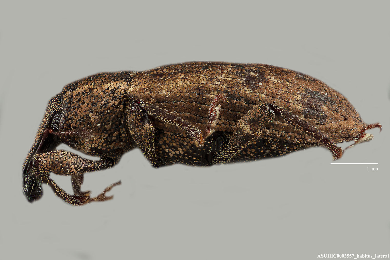 Listronotus blandus image