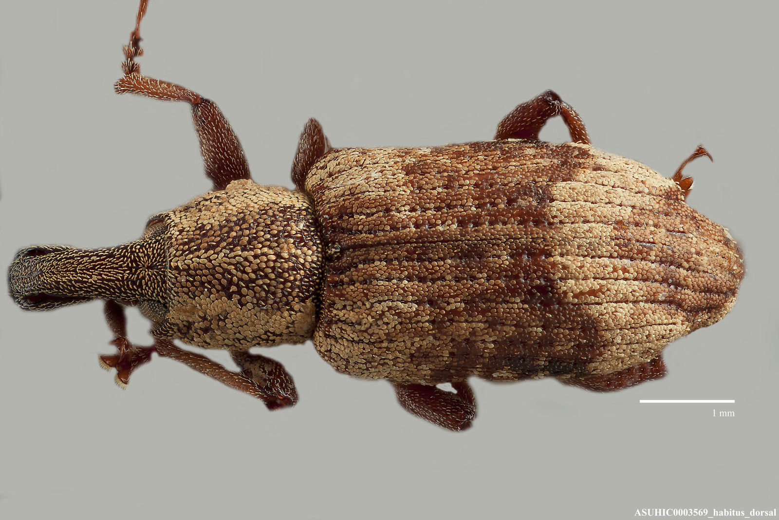 Listronotus appendiculatus image