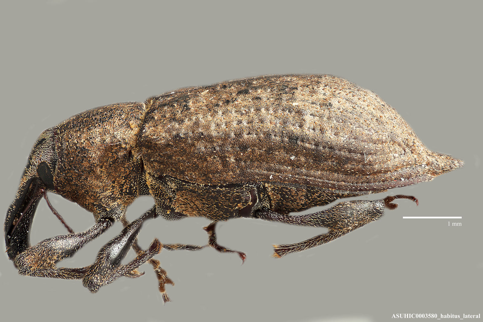 Listronotus caudatus image