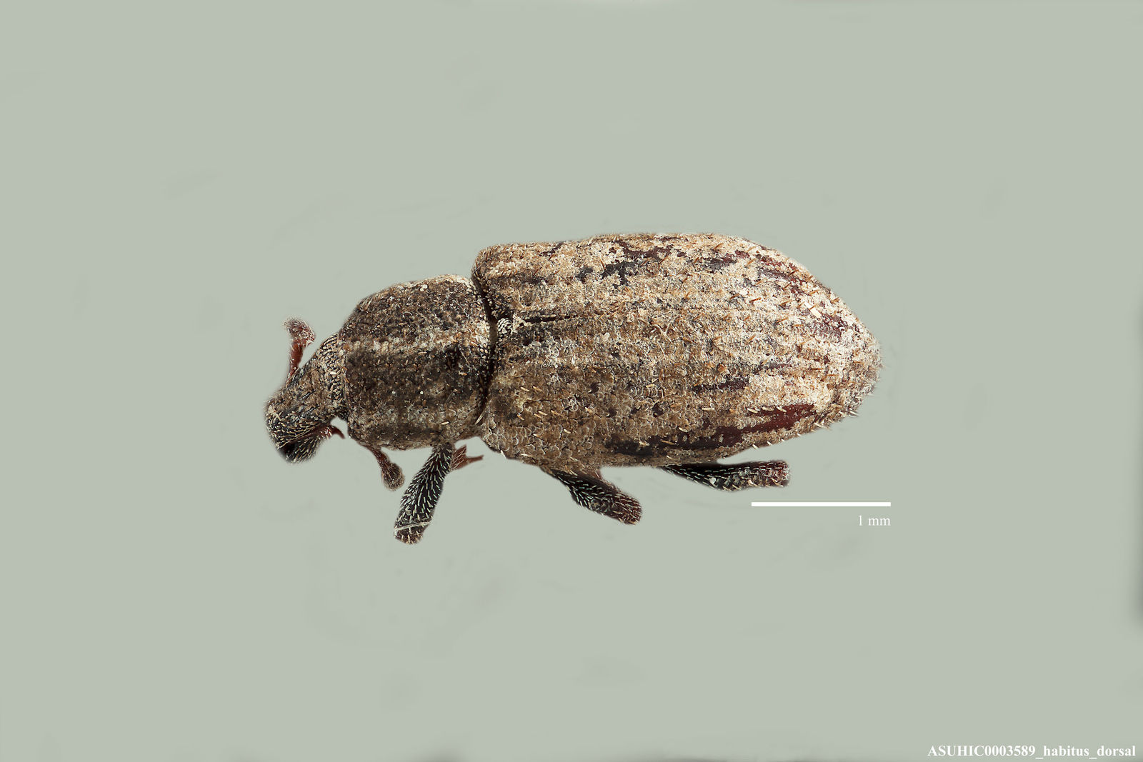 Listronotus sparsus image