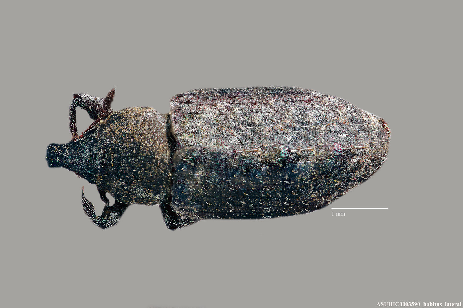 Listronotus nevadicus image