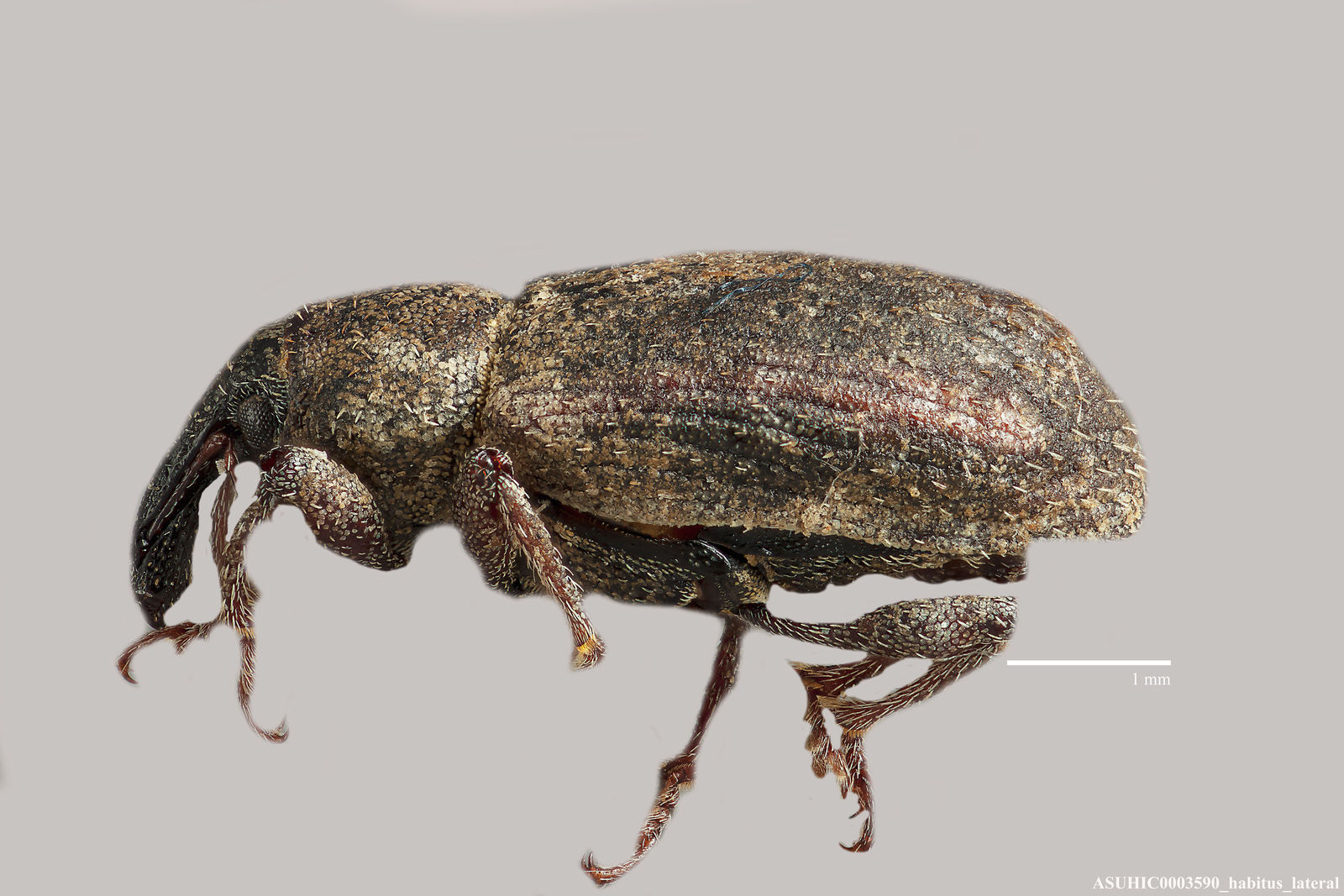 Listronotus nevadicus image